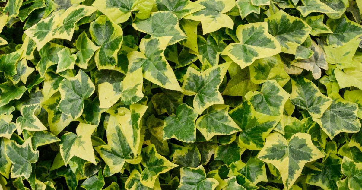 El'vert header image