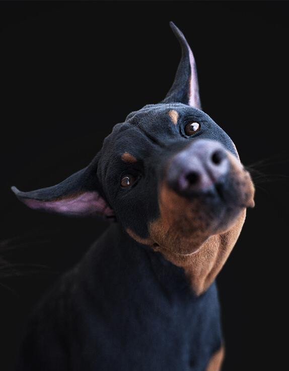 Brutus Wayne